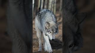 Tibetan Mastiff  The Dog That Faces Wolves [upl. by Elohc]