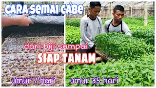 Cara menyemai bibit cabe umur 35 hari siap tanam [upl. by Cyprus]