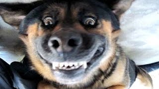 Grappig blaffende honden  een grappige hond blaffen videos Compilatie [upl. by Nhojleahcim]