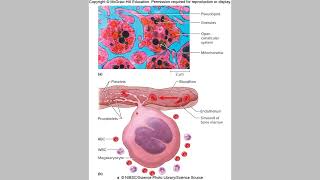 Blood Part 6 Thrombocytes and Hemostasis [upl. by Lorrie]