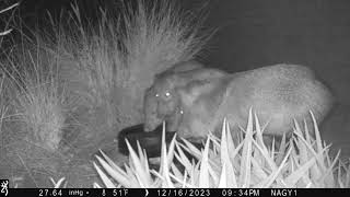 Dec 17 2023 Javelinas and babies coyotes raccoon family [upl. by Templas]