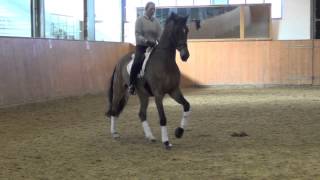 ParamountCaletto I gelding  2002 for sale [upl. by Winterbottom]