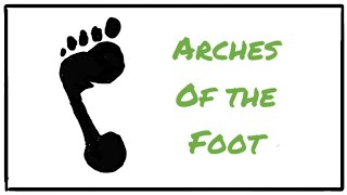 The Arches of the Foot in 5 minutes [upl. by Jephthah]