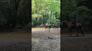 Epping Forest Uk whatabeautifuldaytogooutside nature [upl. by Hillari513]