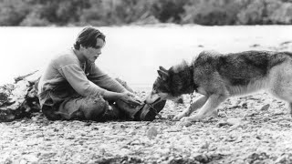 Lincroyable émotion entre un garçon et un Wolfhound [upl. by Lentha267]