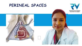 Superficial amp Deep Perineal Spaces by Dr Rajitha Vanga [upl. by Anelahs752]