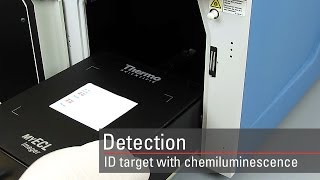 Detect your target proteins using chemiluminescent Western blot substrates [upl. by Gerg]