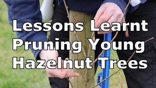 Pruning amp Training Young Hazelnut Trees  How I decided on Heading Leader Terminal amp Thinning Cuts [upl. by Novak946]