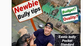 American bully talk Newbie tips [upl. by Nivanod]