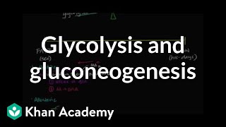 Regulation of glycolysis and gluconeogenesis  Biomolecules  MCAT  Khan Academy [upl. by Haidabo638]