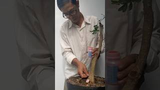 How to shape a bonsai tree with falling branches bonsai bonsaitree bonsaitips diy plants [upl. by Byran]