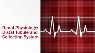 Renal Physiology Distal Tubule and Collecting System [upl. by Sihunn39]