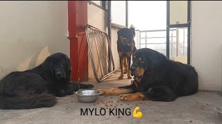 MYLO GADDI DOG का रिएक्शन देखिये PEDIGREE देने के बाद gaddidog youtube [upl. by Anij]