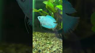 Discover The Charm Of Dwarf Cobalt Blue Gourami [upl. by Ailero]