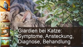 Giardien bei Katze Symptome Ansteckung Diagnose Behandlung [upl. by Vitkun]