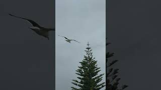 Newzealand Orewabeachseabirds music [upl. by Jordanson]