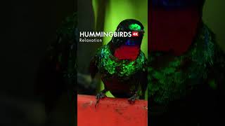 Relax with Hummingbirds amp Calming Music [upl. by Hak]