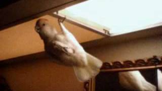 Cockatoo wiggin out  wwwmytooscom [upl. by Reeba479]