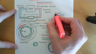 Endothelium Dependent Vasodilation Part 1 [upl. by Ennairda]