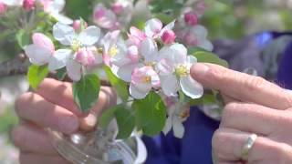 Pollination Methods Fruit Trees [upl. by Ezarras]