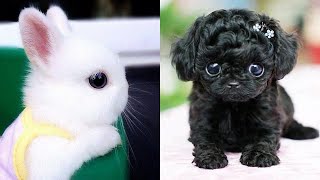 Funny Baby Animal Videos Compilation cute moments of the animals  Cutest Puppies 18 [upl. by Asenev]