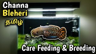 Channa Bleheri  Rainbow Snakehead   CareFeeding amp Breeding  Aquarium fish  Tamil [upl. by Yam757]