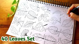 How To Draw LEAVES amp Botanicals  Doodle Relaxing Journaling Beginners [upl. by Chisholm428]