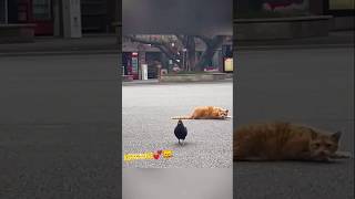 Cat is great Hunter😾😱 cat hunting youtubeshorts [upl. by Ennayrb]