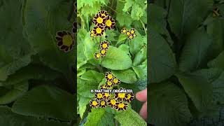 The Tiny GoldLaced Primrose The Most Elegant Flower Youve Ever Seen [upl. by Rollo693]