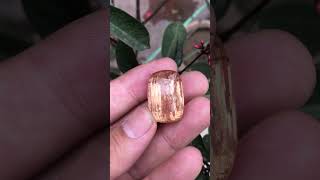 Imperial Topaz  Gem Hunting foryou naturalgems [upl. by Alicsirp]