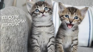 Adorable Kittens Meowing  Kitten Sounds For Cats [upl. by Sukul]