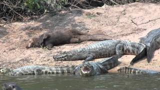 Giant otter and Yacare caiman [upl. by Gloria916]