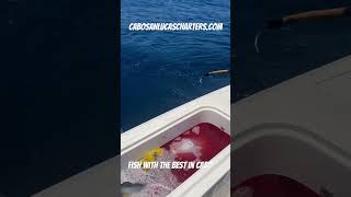 Tuna fishing in Cabo San Lucas Cabo San Lucas Fishing Charters fishingvacation cabofishing [upl. by Goldwin]