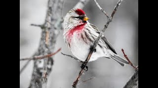 Common Redpoll Bird of the Month December [upl. by Antonin]