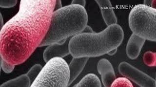 STRUCTURE OF BACTERIA  BY PHANINDRA GUPTHA [upl. by Bonne]