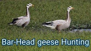 Geese Hunting  Hunting  Bar headed goose hunting in pakistan 2021 [upl. by Muna]