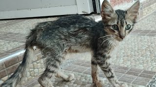 thin scared kitten💔 Motherless baby kitten Blides kitten 💔 escaping cat all in this video [upl. by Octavie225]