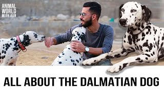 Facts About Dalmatian [upl. by Porte]