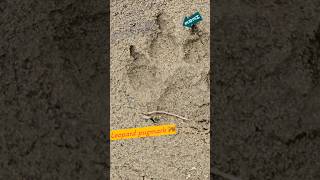 Leppard pugmark 🐅 jim Corbett national park nature jimcorbett [upl. by Elephus]