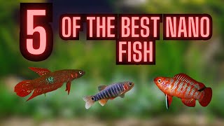 Top 5 Nano Fish You May Not Have Seen [upl. by Darcee]