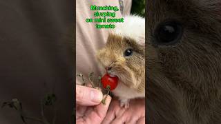 Munching slurping on sweet mini tomato with birds chirping pets cute cuteanimals cavy [upl. by Masha720]