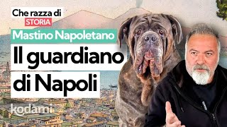 Cosa devi sapere sul Mastino Napoletano caratteristiche e storia del quotguardiano di Napoliquot [upl. by Middlesworth]