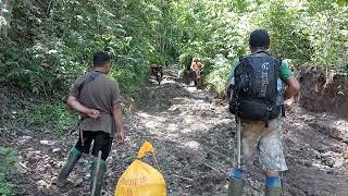 ojek tambang emas naimu onkos 1 juta menuju lokasi [upl. by Danyelle787]