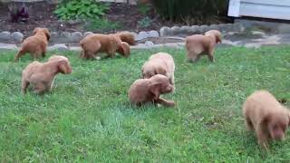 Cockapoo Puppies For Sale [upl. by Sadler]