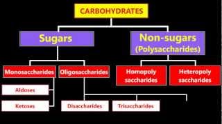 Classification Of Carbohydrates [upl. by Erv]