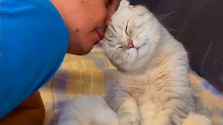 Cute CATS You Never Knew Could Be So Loving amp Affectionate  Sweetest Cat Show Love To Owner [upl. by Annorah]