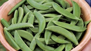 How to Plant and Grow Peas [upl. by Itin]