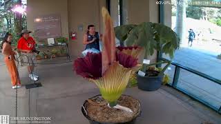 2019 Corpse Flower Time Lapse The Huntington [upl. by Bluma]