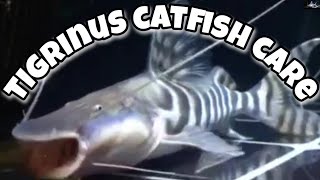 tigrinus catfish care [upl. by Chaiken]