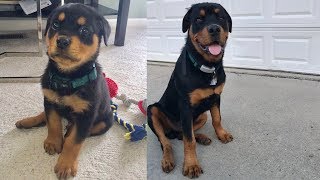 Rottweiler puppy vs all grown up 05 [upl. by Levram]